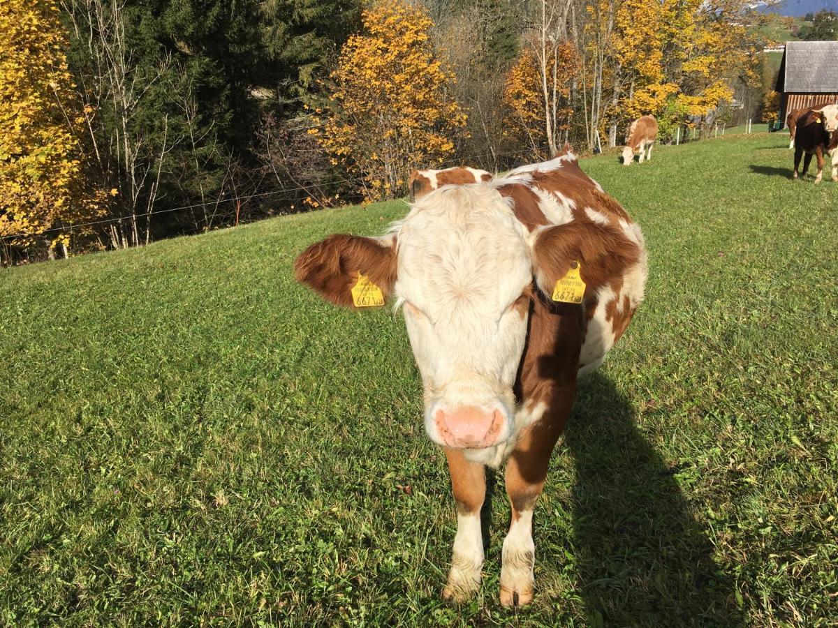 Farma Ahlhof Schladming